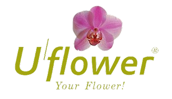 유플라워 컴퍼니 로고 이미지